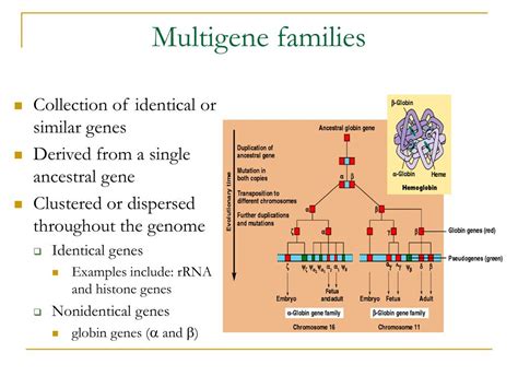 opt and ysl multigene family|Genome.